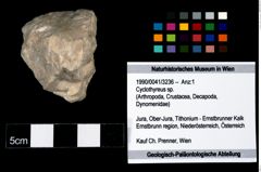 Foto (Objekt + Etikett) von Cyclothyreus sp.  (NHMW-GEO-1990-0041-3236)